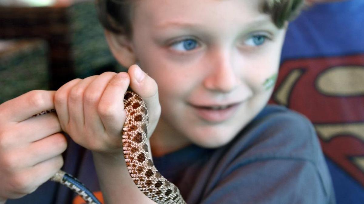 Dimitri Martinez holds a baby Western Hognose snake during the annual Reptile Fest at the CSU Environmental Learning Center.