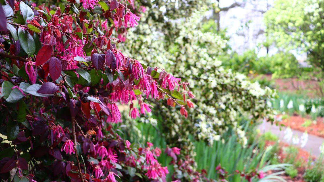 These native plants in Georgia are threatened by climate change. What are they?
