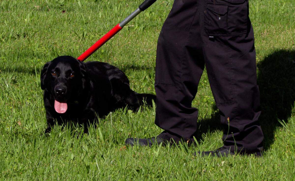 Four dogs and an estimated 20 cats were removed from a Columbus, Georgia house Monday afternoon by animal control officers and a Columbus police officer. 04/22/2024