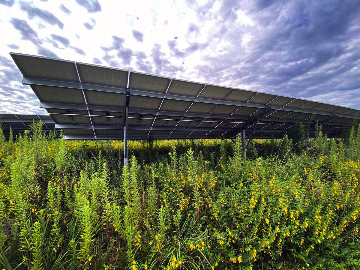 This pollinator research area is located underneath the right-of-way solar array that’s located along I-85 near exit 14 in LaGrange, Georgia. 08/01/2023