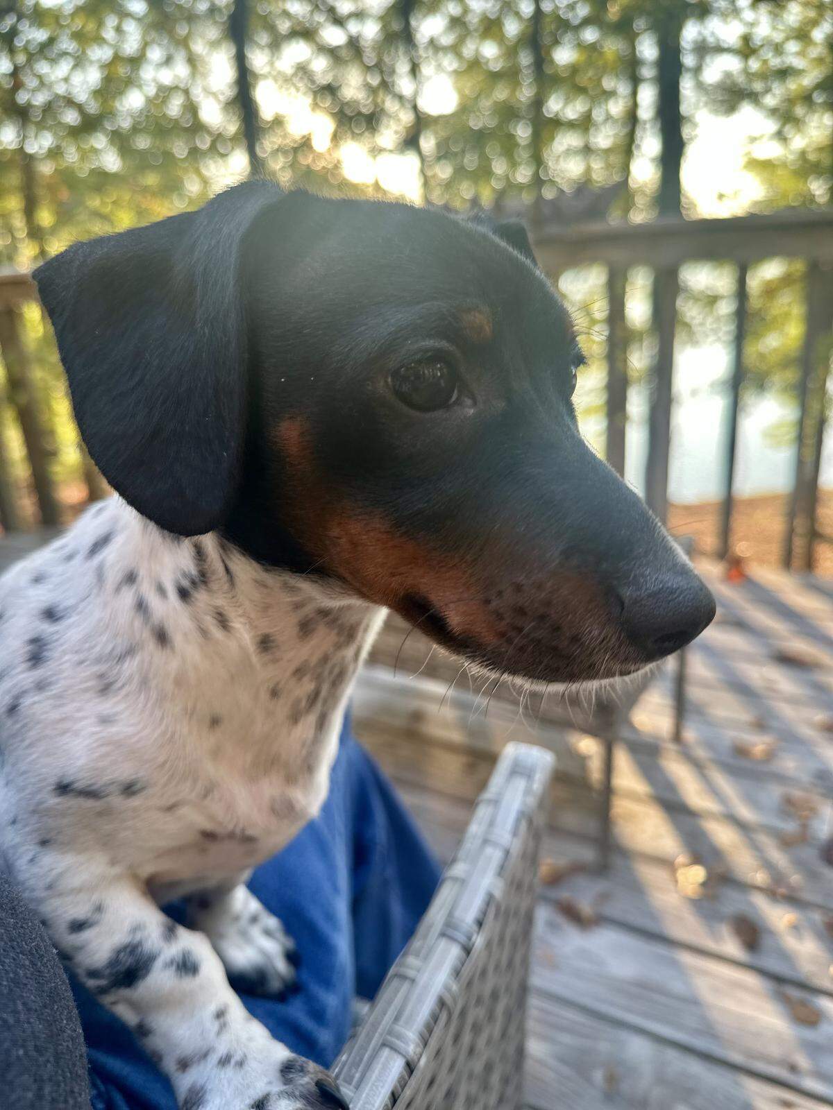 Pickles is very photogenic and this is only one of his many attributes 
