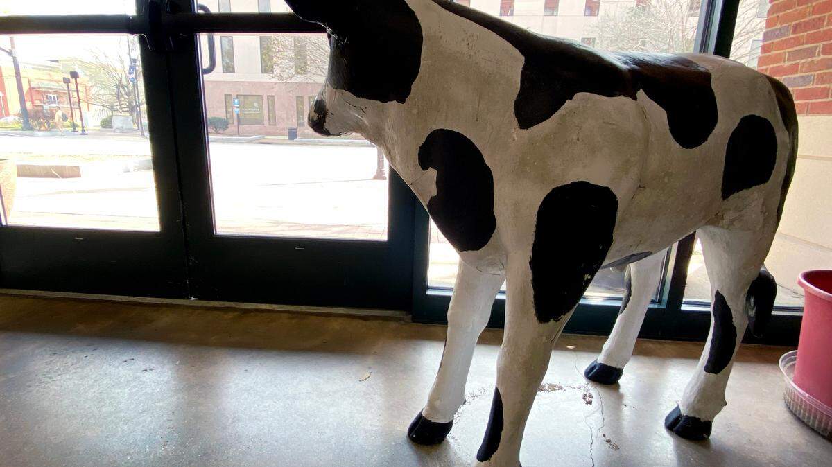 Bebe looks out from the windows of Uptown Columbus in downtown Columbus, Georgia. The iconic statue Kadie the Cow has been missing its calf, BeBe, for years. An anonymous individual decided to return the calf to its mother a couple weeks ago. BeBe is now in the custody of Uptown Inc. after President Ed Wolverton received a phone call from someone who said they had the calf. 03/07/2023