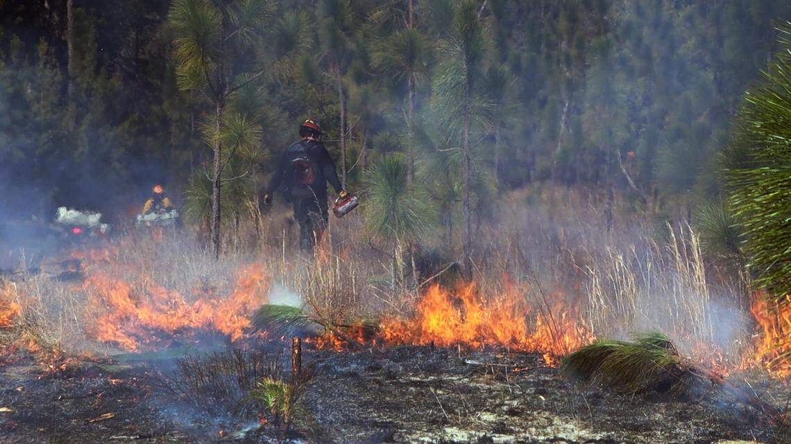Wildland Firefighter of the Georgia Department of Natural Resources uses a drip torch to continue to put fire where he wants, keeping it under control. Feb. 7, 2024. Sand Hill Wildlife Management Area.