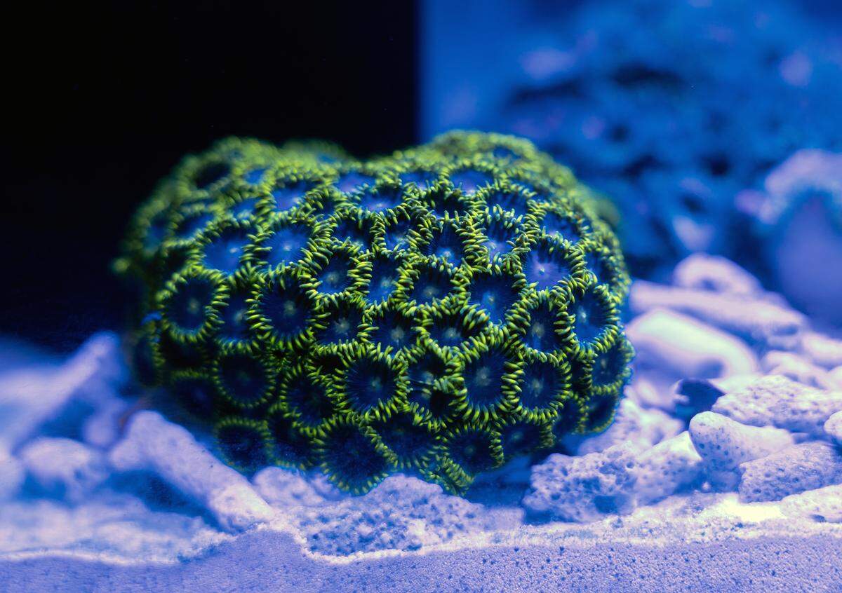 Taste of the Sea Reef, a shop specializing in live corals and aquarium supplies, has opened inside Highside Market, 211 13th Street, as part of StartUP Columbus’ Retail Lab. Co-owners Ashley and Marissa Marrero told the Ledger-Enquirer their business focuses on selling live corals, fish supplies and equipment for people interested in coral propagation.