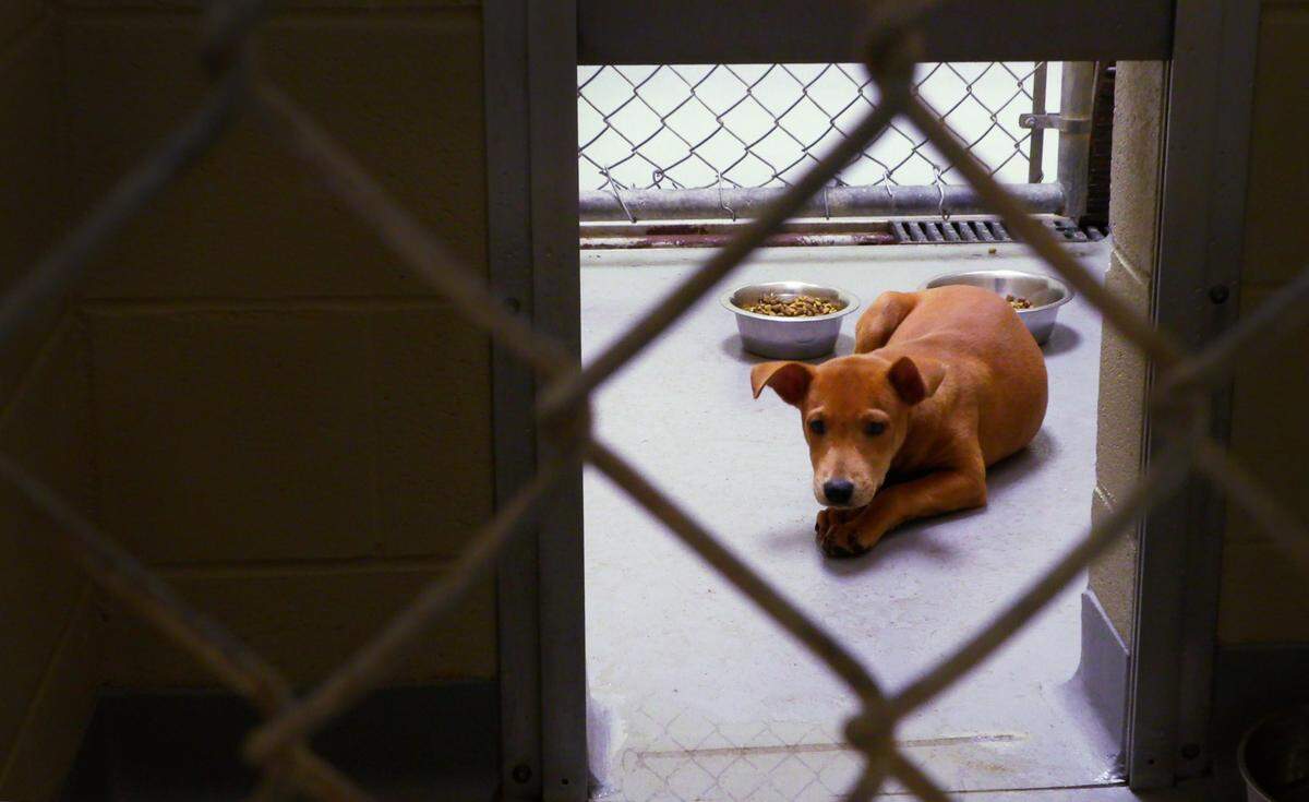 The Animal Care and Control Center, a division of the Department of Public Works, provides animal control services in Columbus, Georgia.