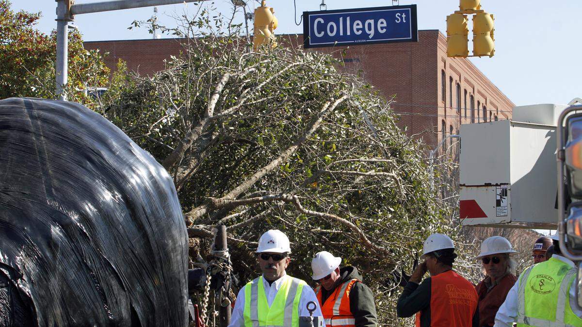 ROBIN TRIMARCHI rtrimarchi@ledger-enquirer.com 
 A 23,000-pound live oak tree rests on a flatbed trailer as work crews prepare to lift it and guide it into place on the Magnolia Avenue side of Toomer's Corner Saturday after the first tree was planted on the College Avenue corner. The two live oaks, both about 18 years old, were planted on site where the old beloved trees stood before they were poisoned in 2011 by Alabama fan Harvey Upkyke, Jr. The celebratory tradition of rolling the Toomer's Corner trees with toilet paper goes back about 60 years, and now promises to continue forward. 02.14.15