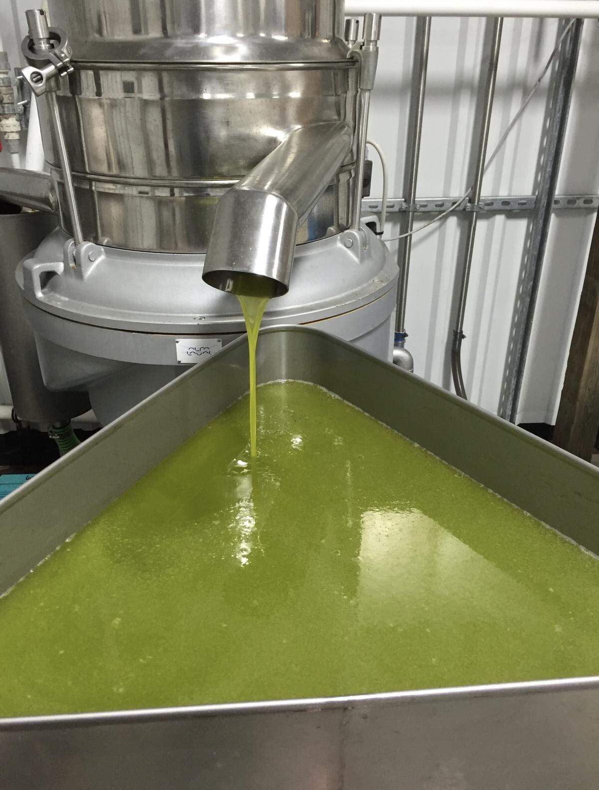 New Era Olive oil created from Kinnebrew’s olives. It includes 90% Arbequina olives, 5% Koroneiki olive, and 5% Arbosana olive varieties.