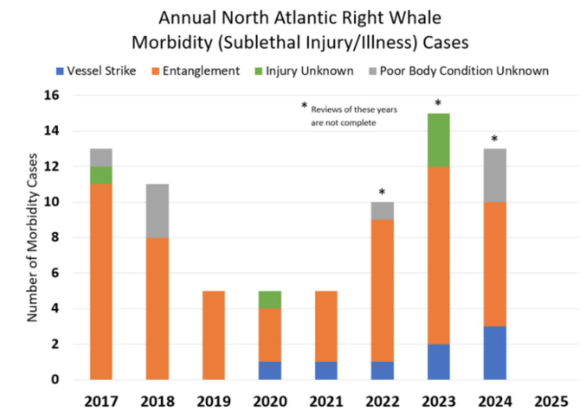 On the East Coast, the North Atlantic Right Whale’s most common cause of death is entanglement.