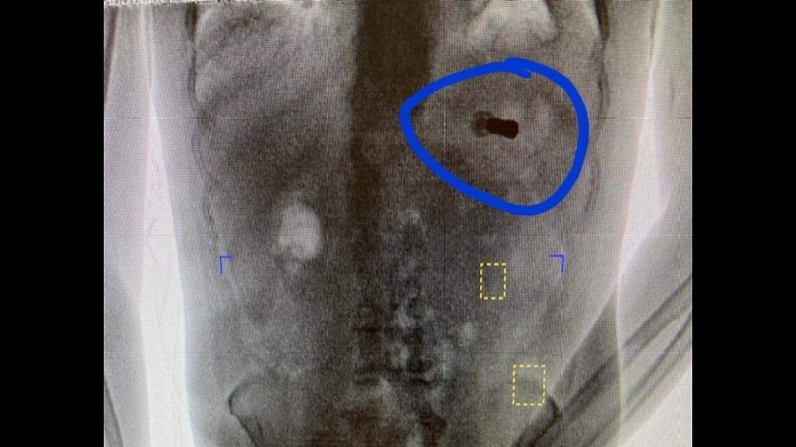An odd public service announcement was issued this week by a jail in northern Alabama, after an inmate swallowed a shotgun shell.