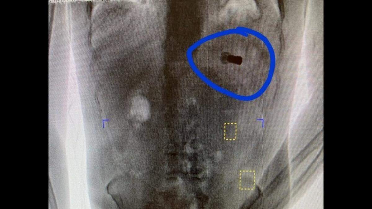 An odd public service announcement was issued this week by a jail in northern Alabama, after an inmate swallowed a shotgun shell.
