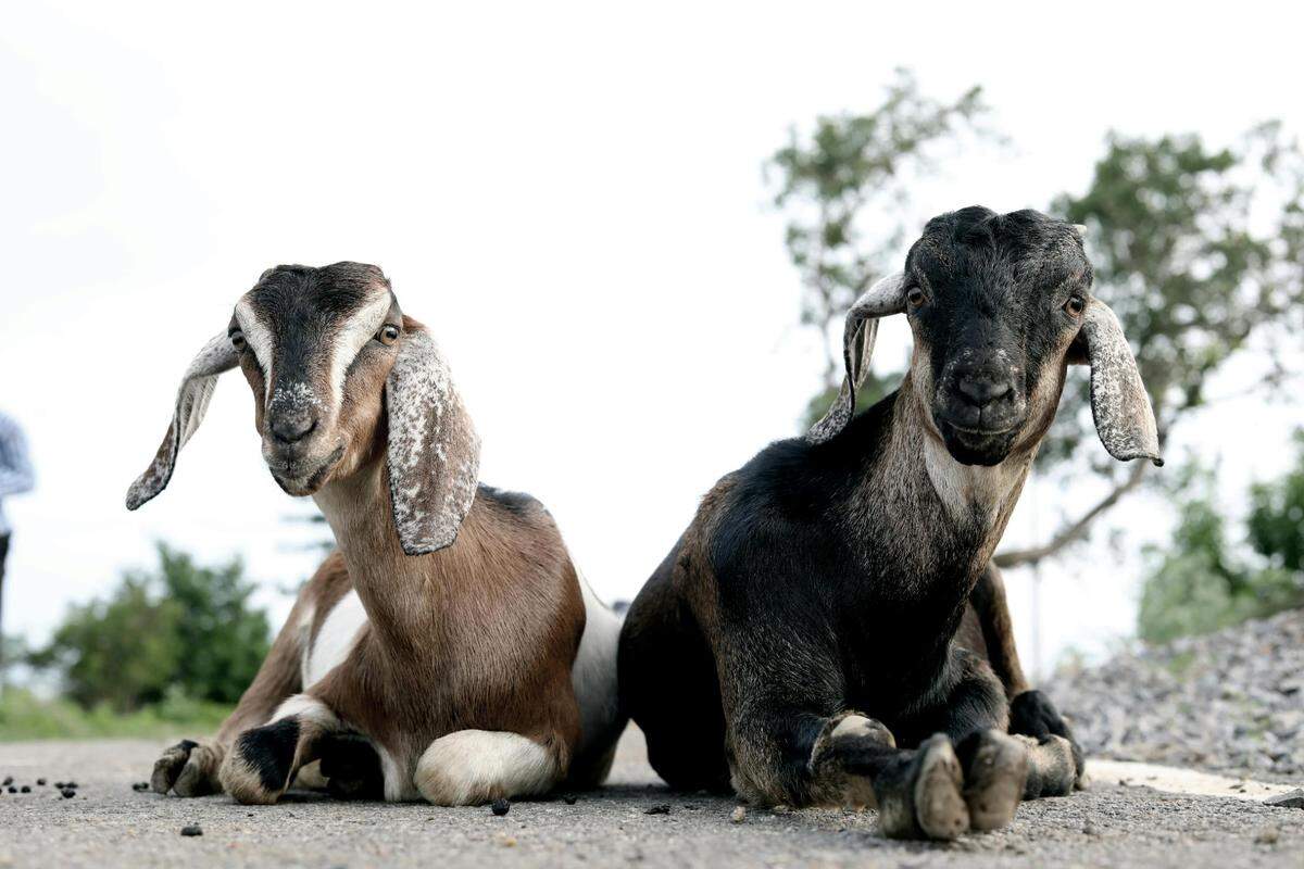 https://www.pexels.com/photo/two-brown-and-black-goats-2926575/