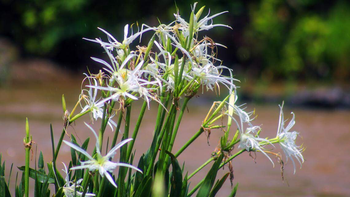 The endangered shoal lily is being revived on its native waterways in Columbus