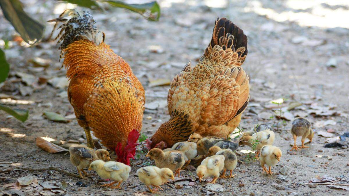 https://www.pexels.com/photo/chicks-and-roosters-2134180/