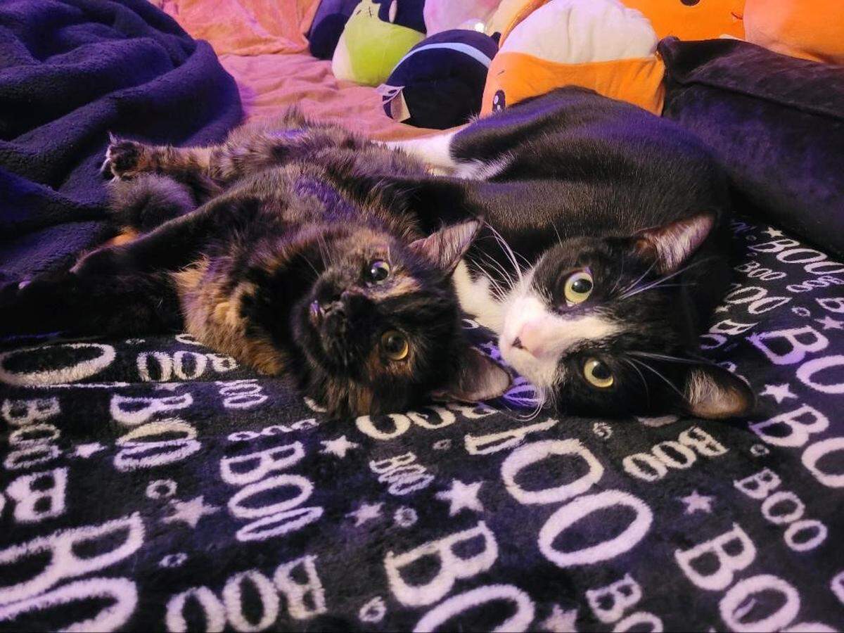 Chelle Leary’s and her cats Burnt Toast (left) and Salem Sirius (right) were in her apartment when a stray bullet came in through her ceiling on New Year’s Eve.
