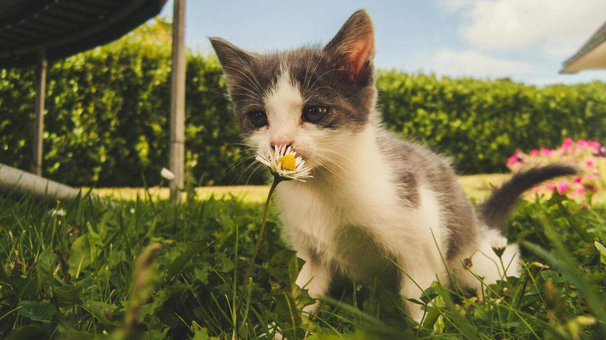 https://www.pexels.com/photo/white-and-grey-kitten-smelling-white-daisy-flower-1472999/