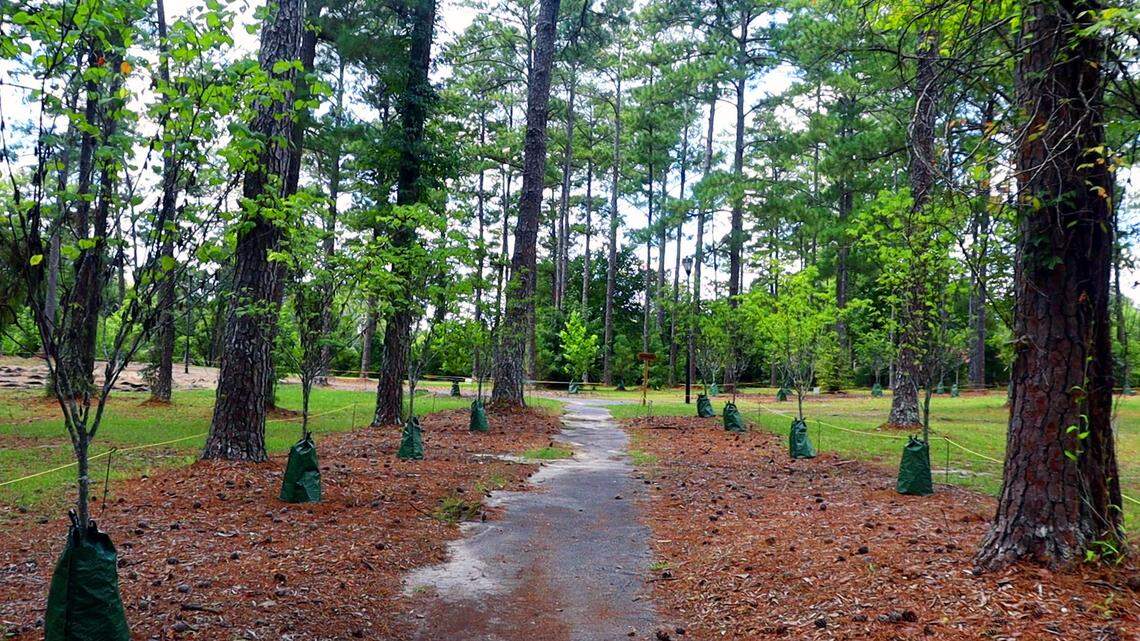 Columbus nonprofit gets $900K to plant 500 trees in city’s under-served parks