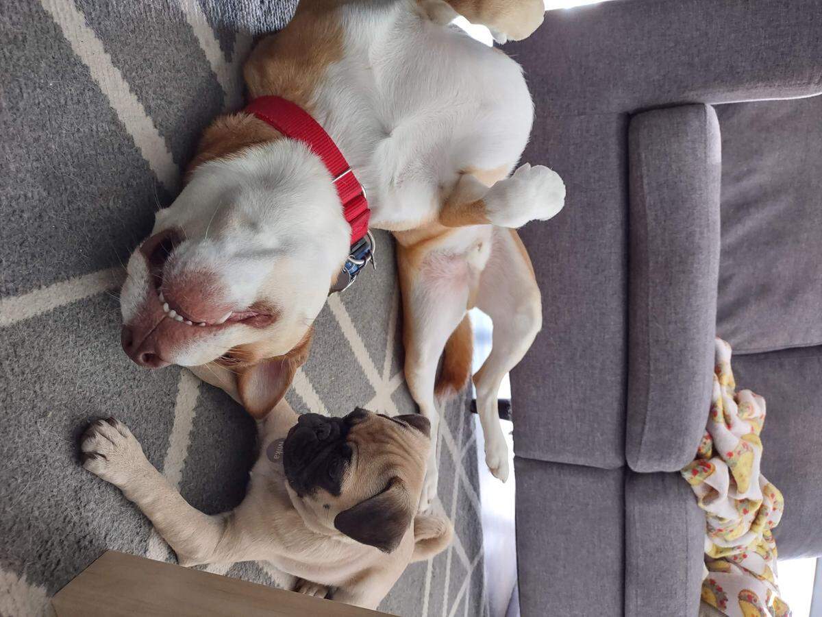 Kandaro and his sister, Mika the pug.