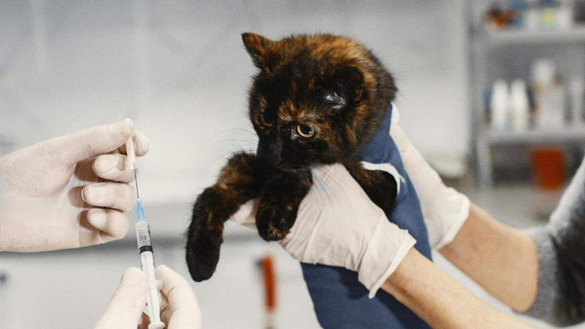 Cats and other household pets could be in danger from the new strain of bird flu.