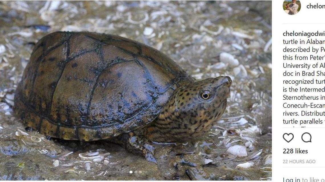 A UCLA scholar described a new species of turtle in Alabama, the intermediate musk turtle, which was previously thought to have been a hybrid of two other species.