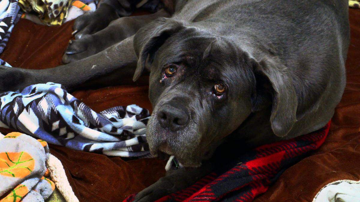 A file photo of a dog at PAWS Humane Society. PAWS announced via Facebook Tuesday it won’t take in dogs for 30 days after overcrowding at both of their animal shelter facilities.