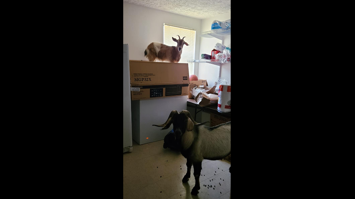 Call about burglary in progress leads Autauga County Sheriff’s deputies to two goats inside Bethesda Missionary Baptist Church in Prattville, Alabama.