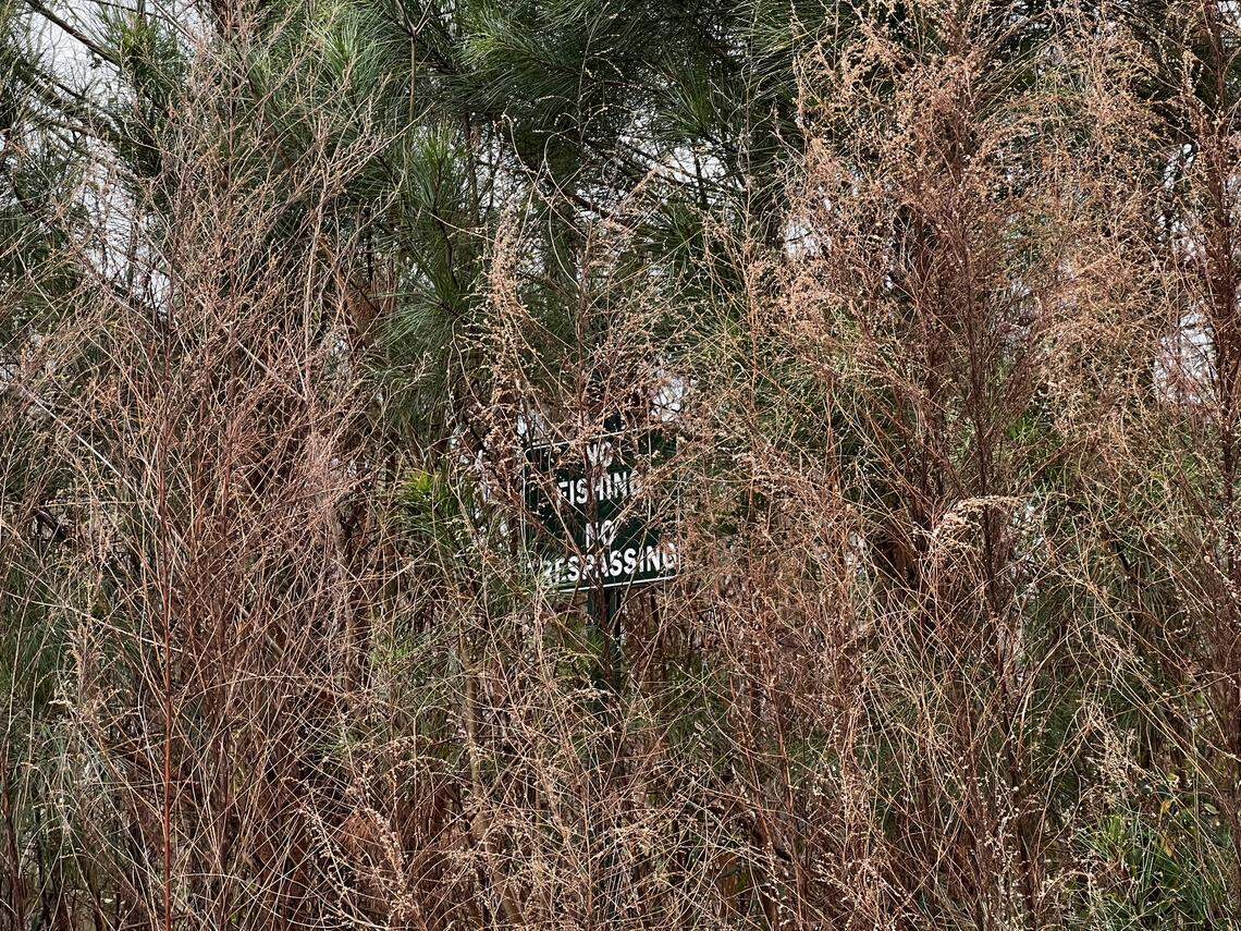 A “No Fishing, No Trespassing” sign has been blocked by overgrown vegetation at Sears Lake, a retention pond residents complain has not been maintained and is causing flooding.