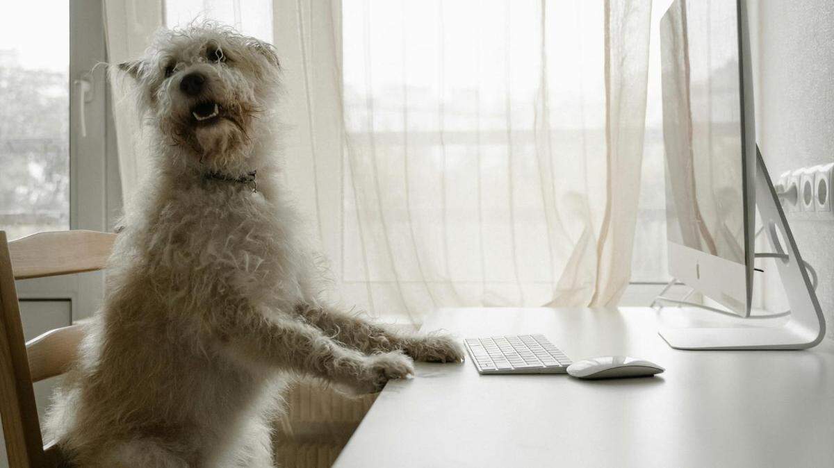 https://www.pexels.com/photo/white-long-coated-dog-sitting-on-a-wooden-chair-in-front-of-a-computer-table-8498838/