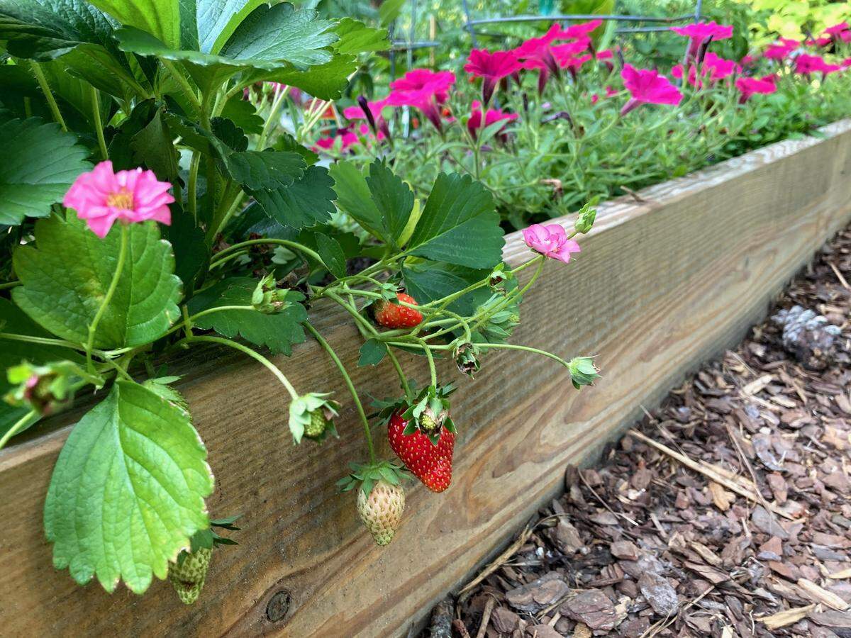 Bring in plants or cover them up when it gets cold