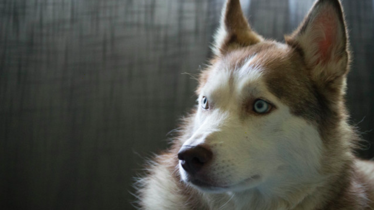 A new study found that dogs have several measurable responses when presented with different human facial expressions. The dogs heart rates sped up when shown certain emotions and they even turned their heads to the left or right depending on the expression.