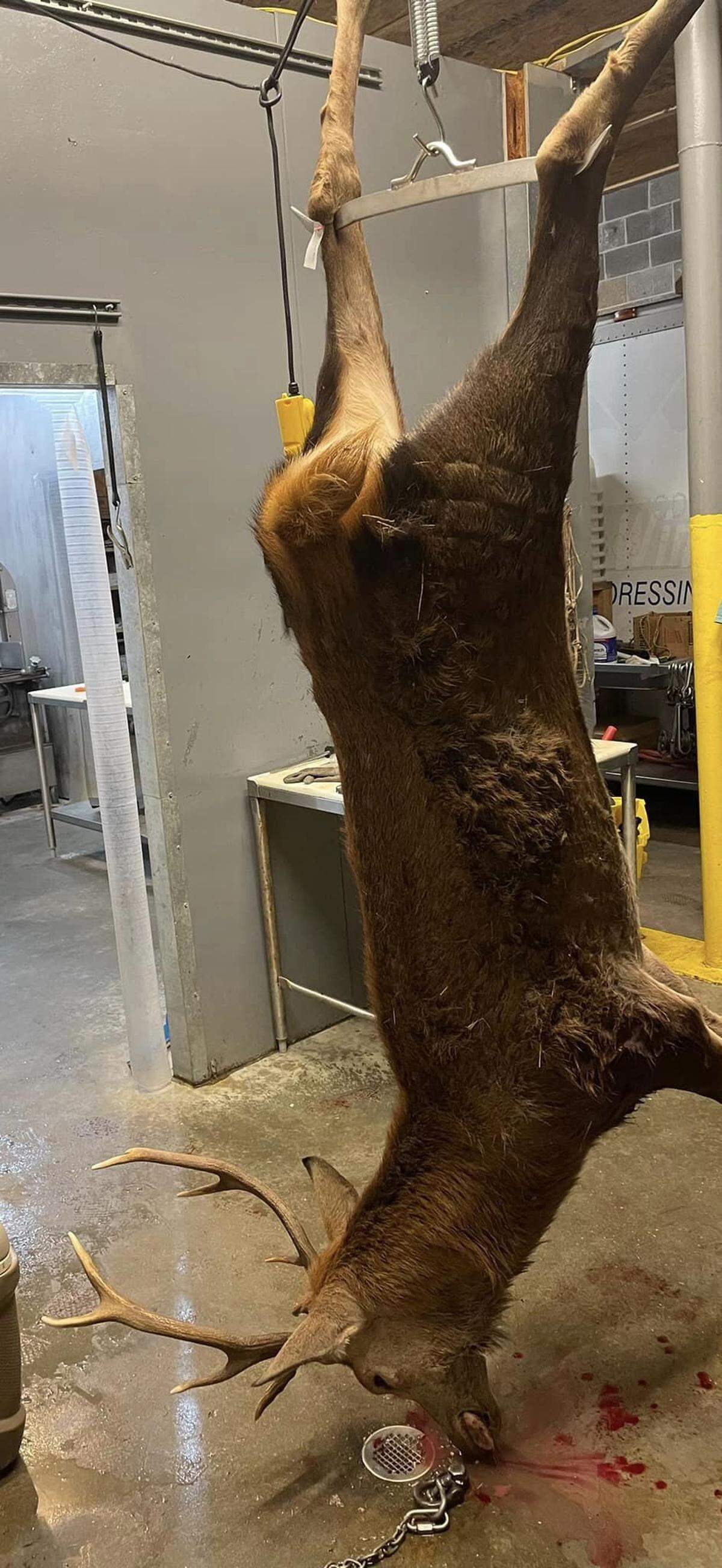 At the Whaley Tannery & Taxidermy in Wedowee, Alabama, this is the red stag deer Coye Potts, 16, of Roanoke, killed with one shot from a crossbow November 3, 2022, on the Rock Mills property owned by his maternal grandfather, Phillip Taylor.
