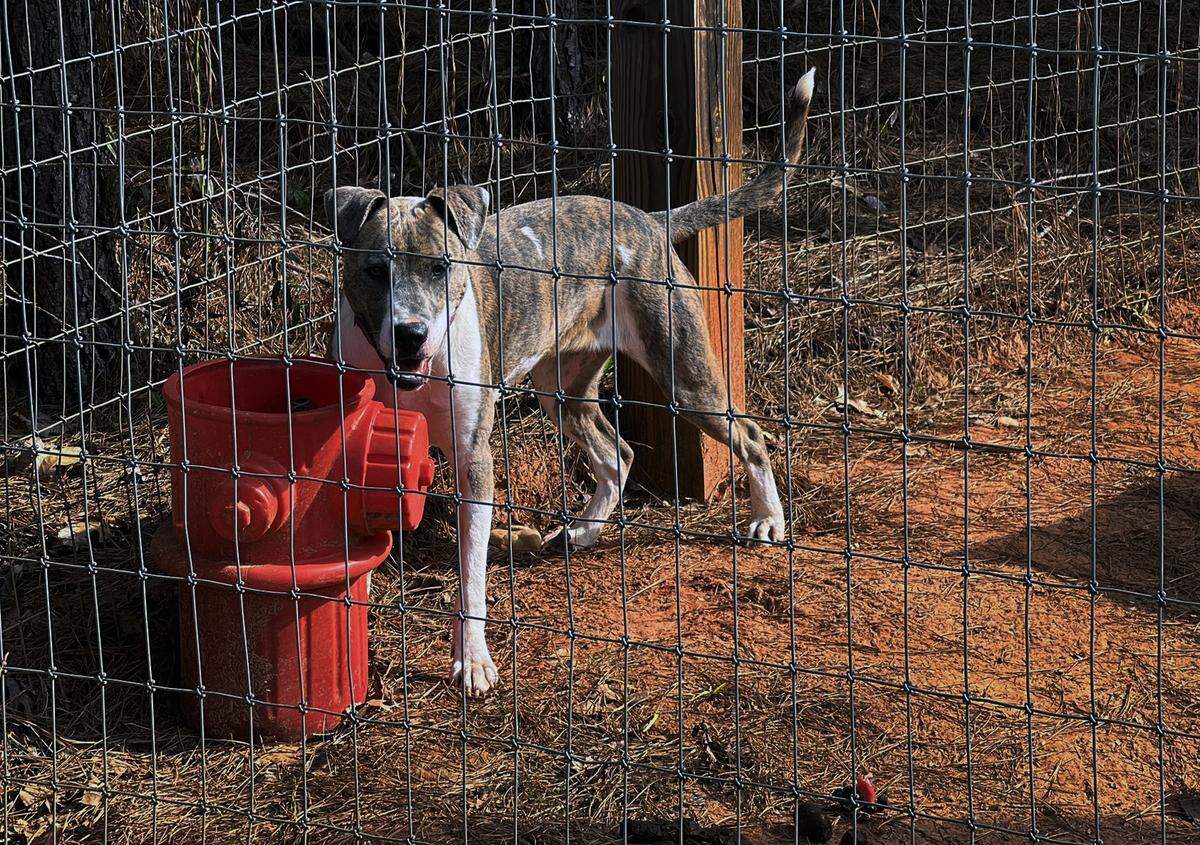 The Humane Society of Harris County is seeking to raise $50,000 to purchase and customize a vehicle to serve as a transport bus so they can transport animals to other shelters, especially to states in the northeastern United States.