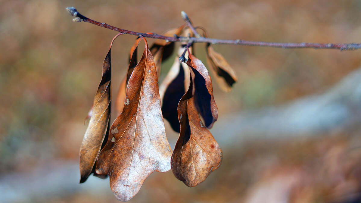 Dry leaves in Columbus on Wednesday, Dec. 31, 2025. Much of Georgia, including Muscogee County, was experiencing drought conditions going into the new year.