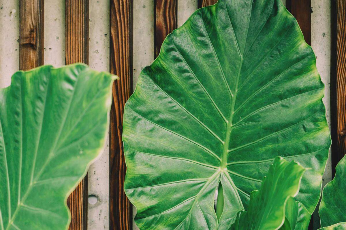 https://www.pexels.com/photo/green-plant-leaf-beside-brown-wooden-frame-1029640/