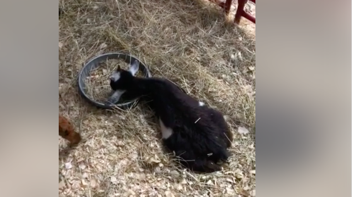 The goat, with its head in the food bowl.