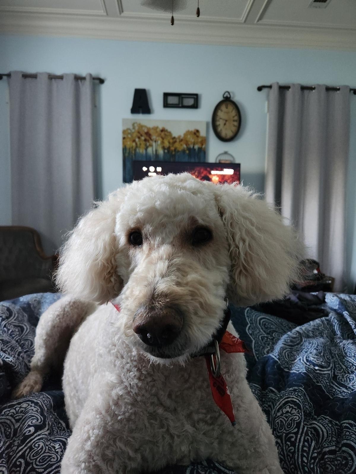 Buckely is a hard-working Golden Doodle.