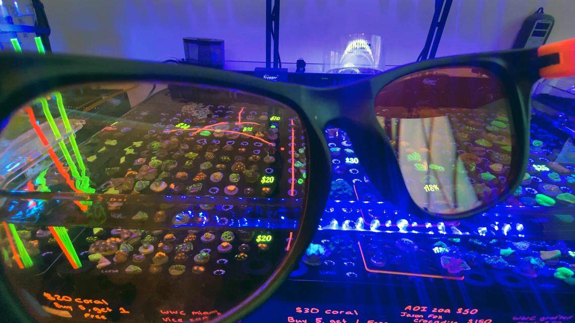Inside Columbus’ new live coral store. Beginners can start small