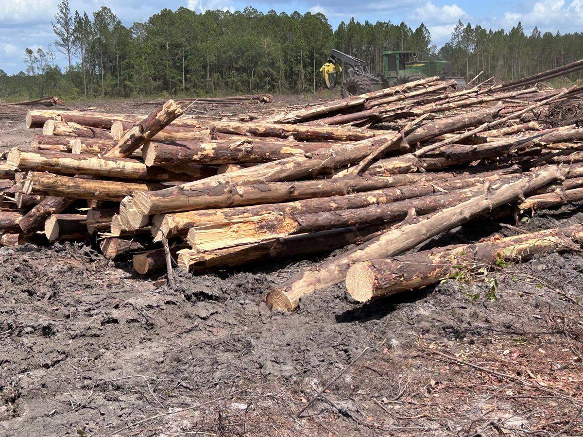 These trees were clearcut at a site in Clinch County, Georgia. They will be taken to a biomass facility, turned into wood pellets and burned for fuel.