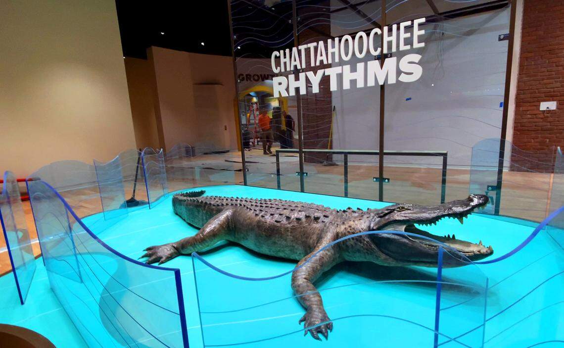 “Oscar” is an American alligator that’s 15 feet in length and weights about 800 pounds. “Oscar” came to the Columbus Museum after being illegally killed in the Chattahoochee River south of Columbus in 1986.