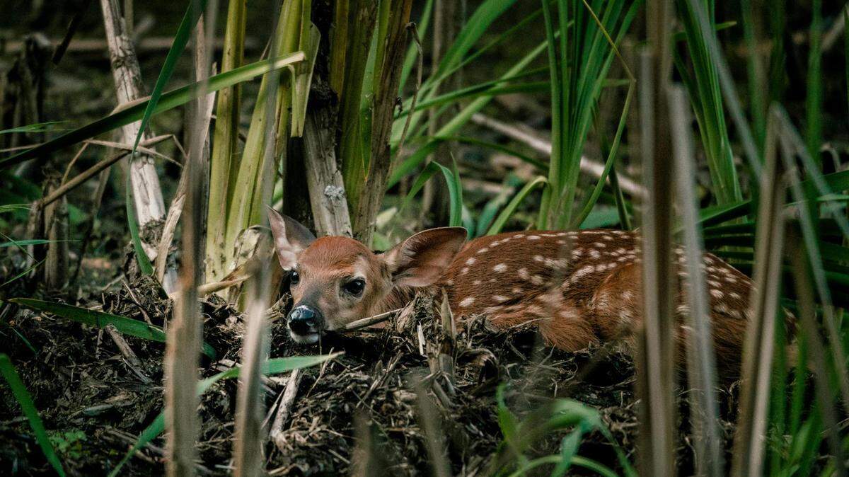 https://www.pexels.com/photo/virginia-deer-lying-near-green-plants-7177225/
