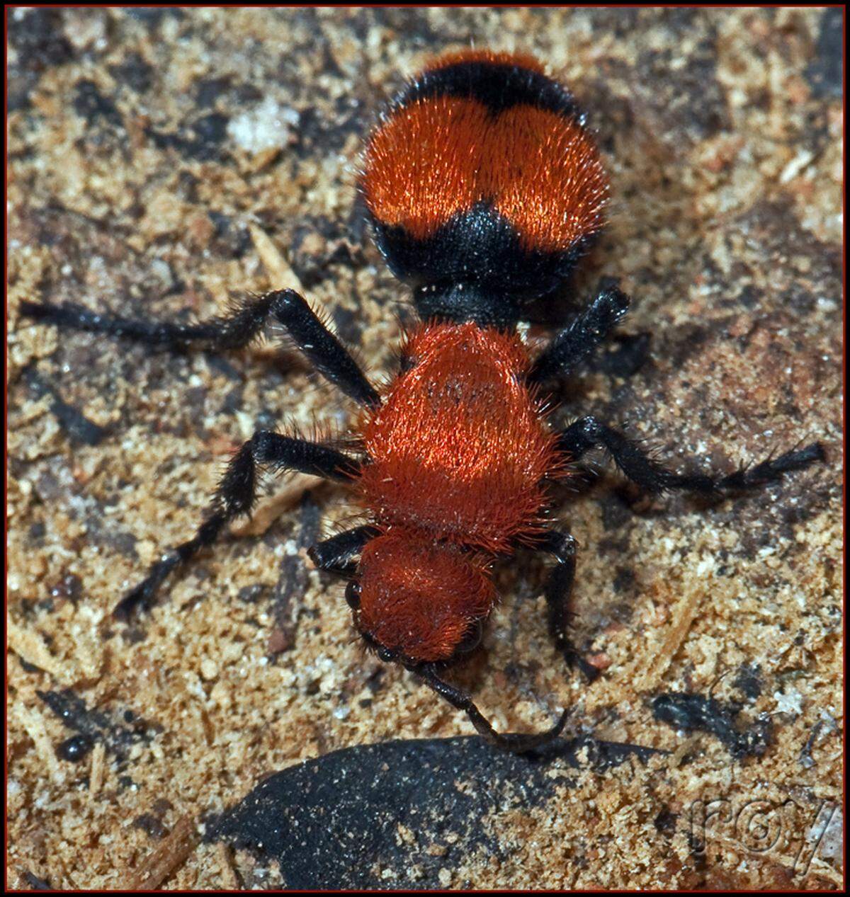 This wasp is also called the Easter Velvet Ant (which is confusing because it is not, in fact, an ant).