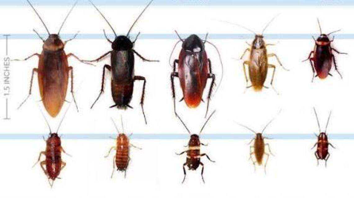 Drought and heavy rain draw roaches indoors in GA. Here’s how to keep them out