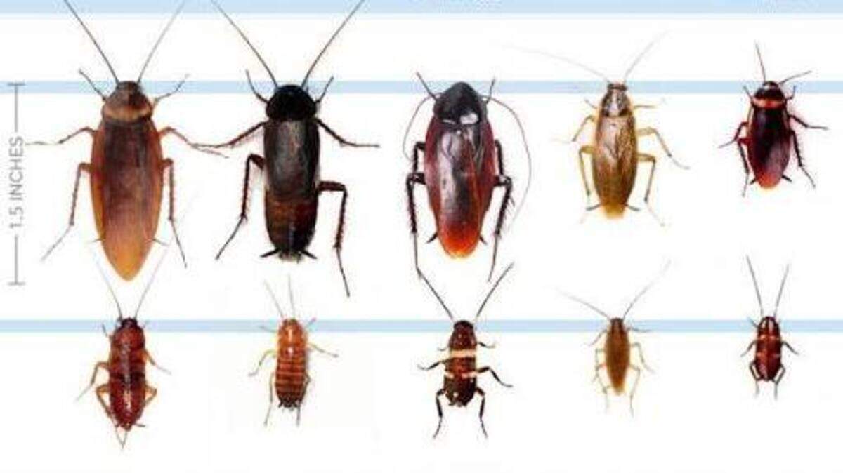 Smoky Brown is Georgia’s only flying roach species that closely associates with human homes.