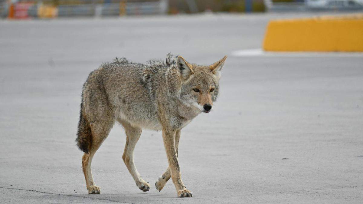 Urban coyotes are a more familiar presence as cities start to encroach onto their homes.