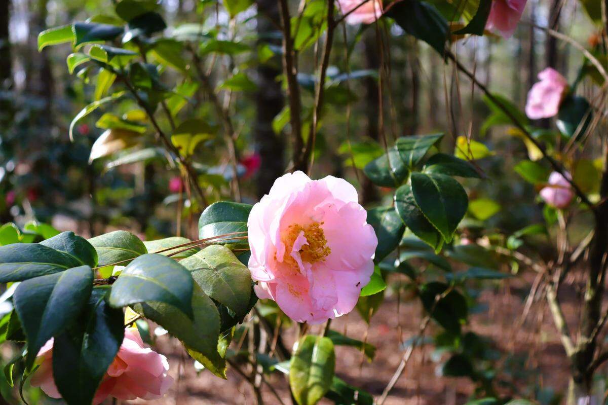 A camellia flower in bloom in the Sam Wellborn Camellia Garden. March 2025