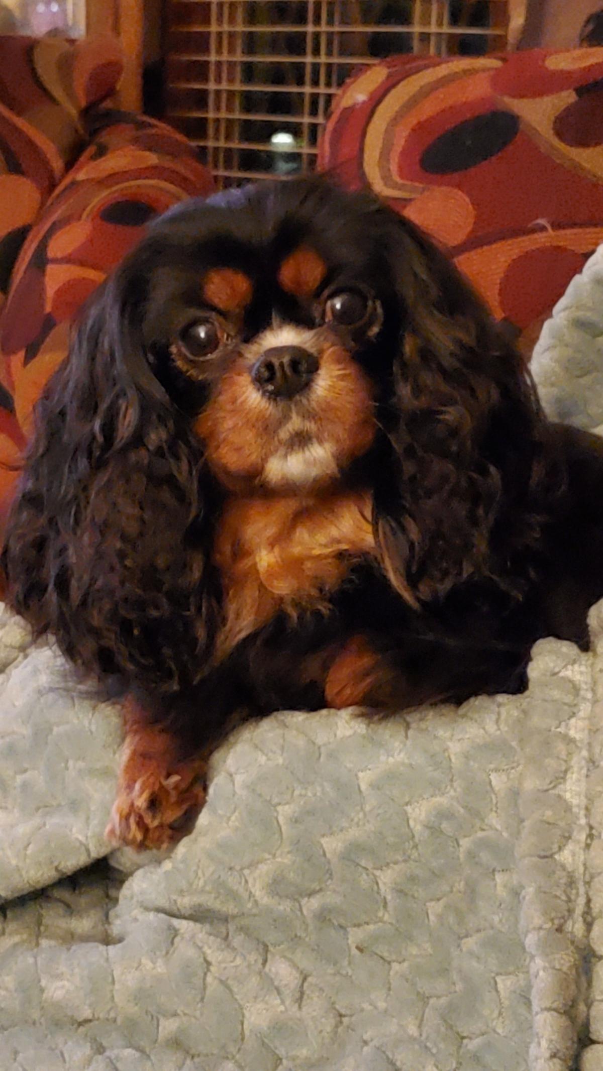 Caprice serves her community by working as therapy dog.