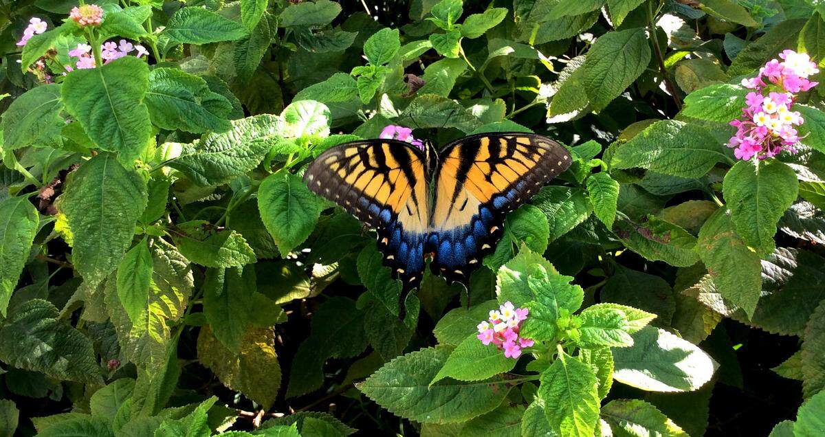 An Eastern Tiger Swallowtail butterfly, also known as Papilio glaucus Linnaeus, alights upon a lantana bush still in bloom in September. The males have this tiger coloration, and some females are similar in color, but others are black.