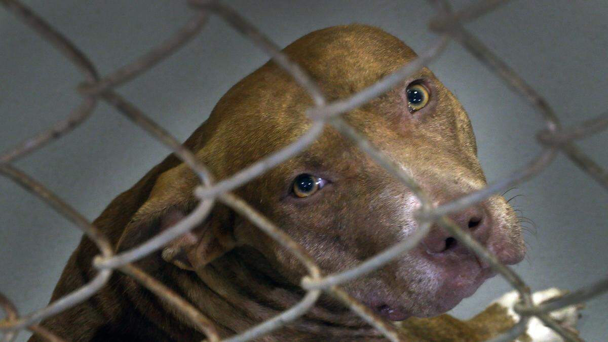 The Animal Care and Control Center, a division of the Department of Public Works, provides animal control services in Columbus, Georgia.