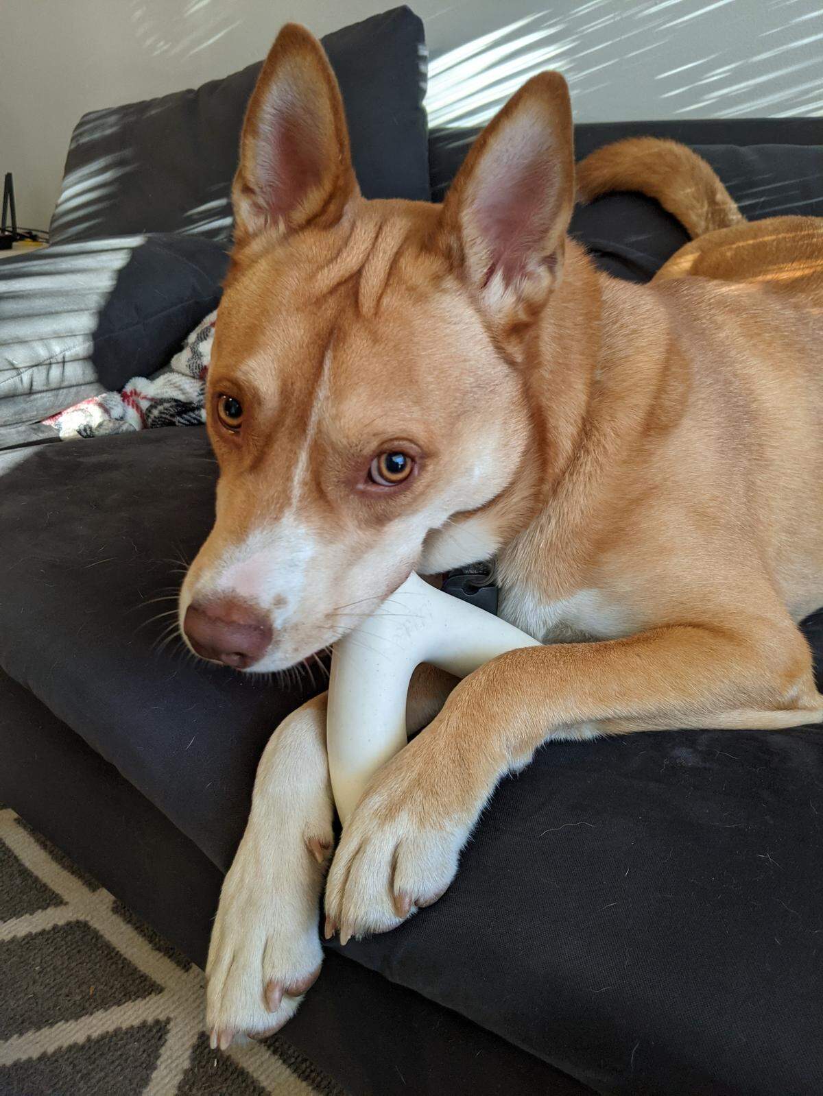 Kantaro is a 3 1/2 year old Pitsky.