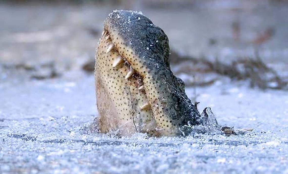 Alligators participate in a practice called “icing” that keeps protect them during the winter.