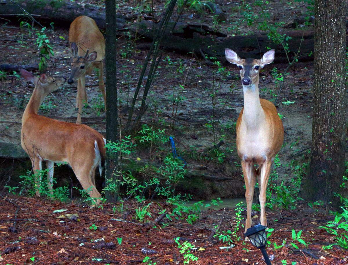 Several deer come to Susan Massey’s backyard in Columbus every day to be fed. 06/19/2025